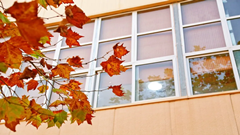 青岛大学
